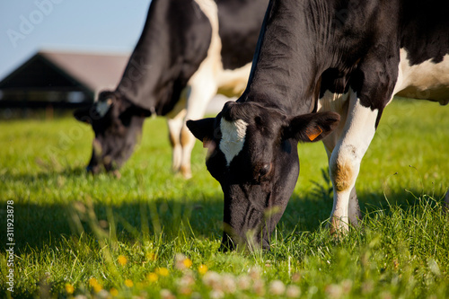Leinwand Poster Vache laitière dans une prairie de France.