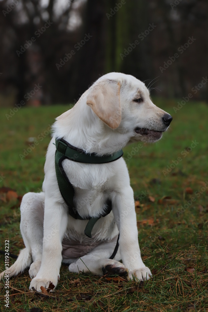 Labrador Puppy Labrador Puppy