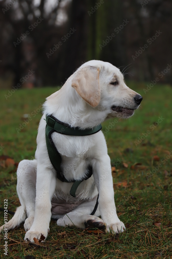 Labrador Puppy