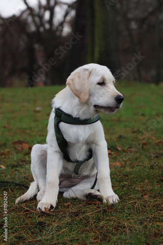 Labrador Puppy © Steffen Seemann