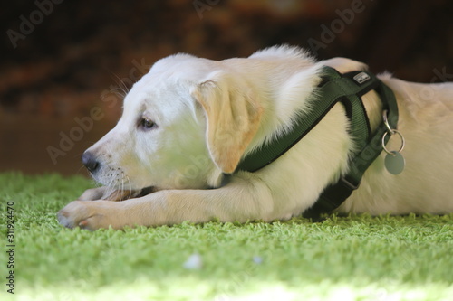 Labrador Puppy