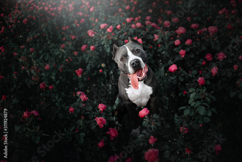 happy american pit bull terrier dog portrait in blooming roses photo