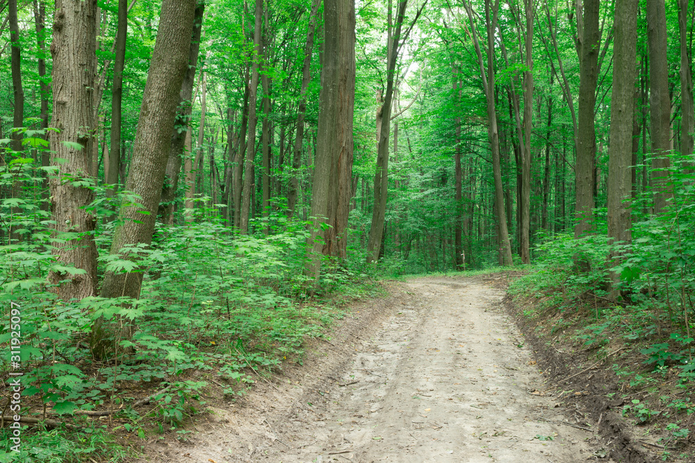 green Forest trees. nature green wood sunlight backgrounds green Forest trees. nature green wood sunlight backgrounds