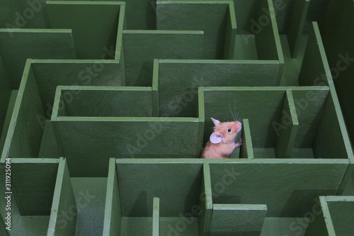 Cute mouse looks for food in maze. Lucky mouse got lost, wanders in labyrinth. Success in solving difficult problems. Hard way on purpose, motivation. Pet. Postcard with mouse. Idea, logic in business