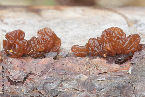 Exidia saccharina, known as pine jelly fungus photo