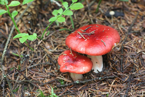 Russula rhodopus, a red brittlegill mushroom from Finland photo