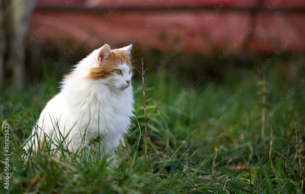 Chat roux et blanc