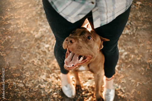 Quadro su tela happy american pit bull terrier dog between owner legs, top view
