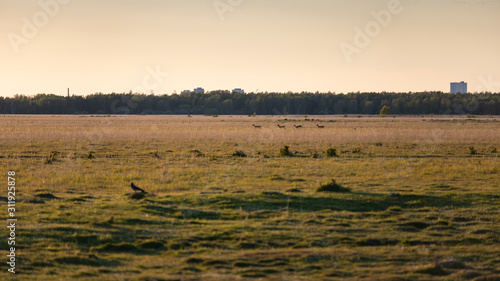 Photography Meadows in Naturcenter Amager (Nature Center) in Copenhagen, Denmark during gold
