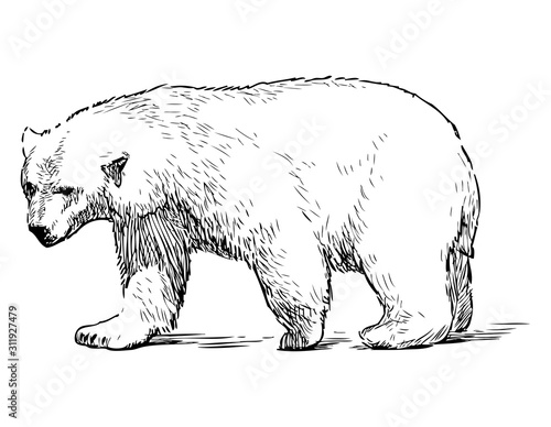 Sketch of walking polar bear