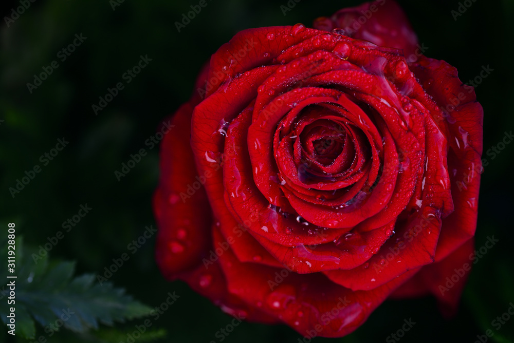 Close-up of a red fresh hybrid rose with moist petals peeking out of a green bouquet Close-up of a red fresh hybrid rose with moist petals peeking out of a green bouquet