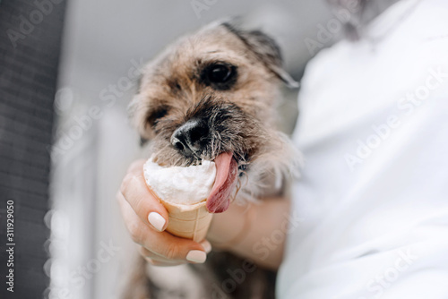 Foto border terrier dog licking ice cream outdoors