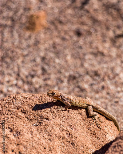 Lizard sitting on a rock in the desert