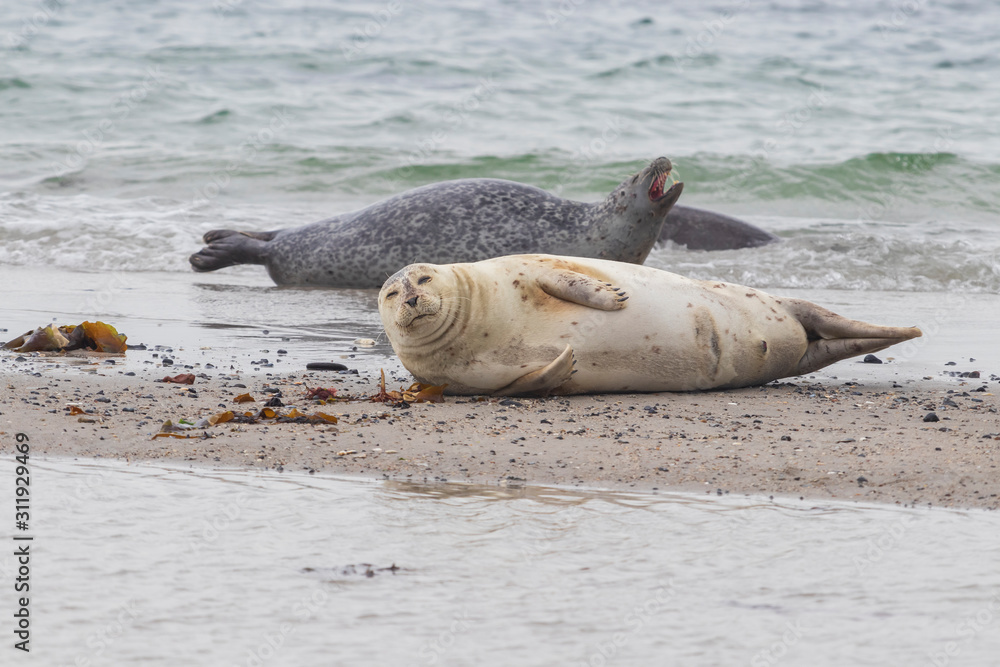 Obraz premium Phoca vitulina - Harbor Seal - on the beach and in the sea on the island of Dune in Germany. Wild foto.