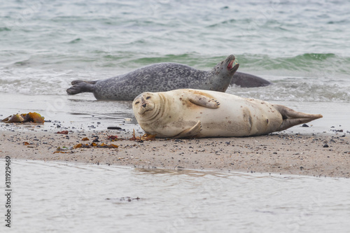 Phoca vitulina - Harbor Seal - on the beach and in the sea on the island of Dune in Germany. Wild foto.