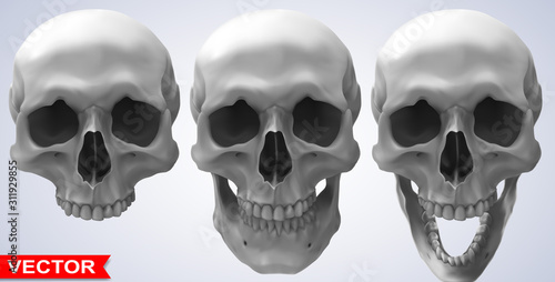 Detailed graphic photorealistic cool black and white human skulls. On gray background. Vector icon set.