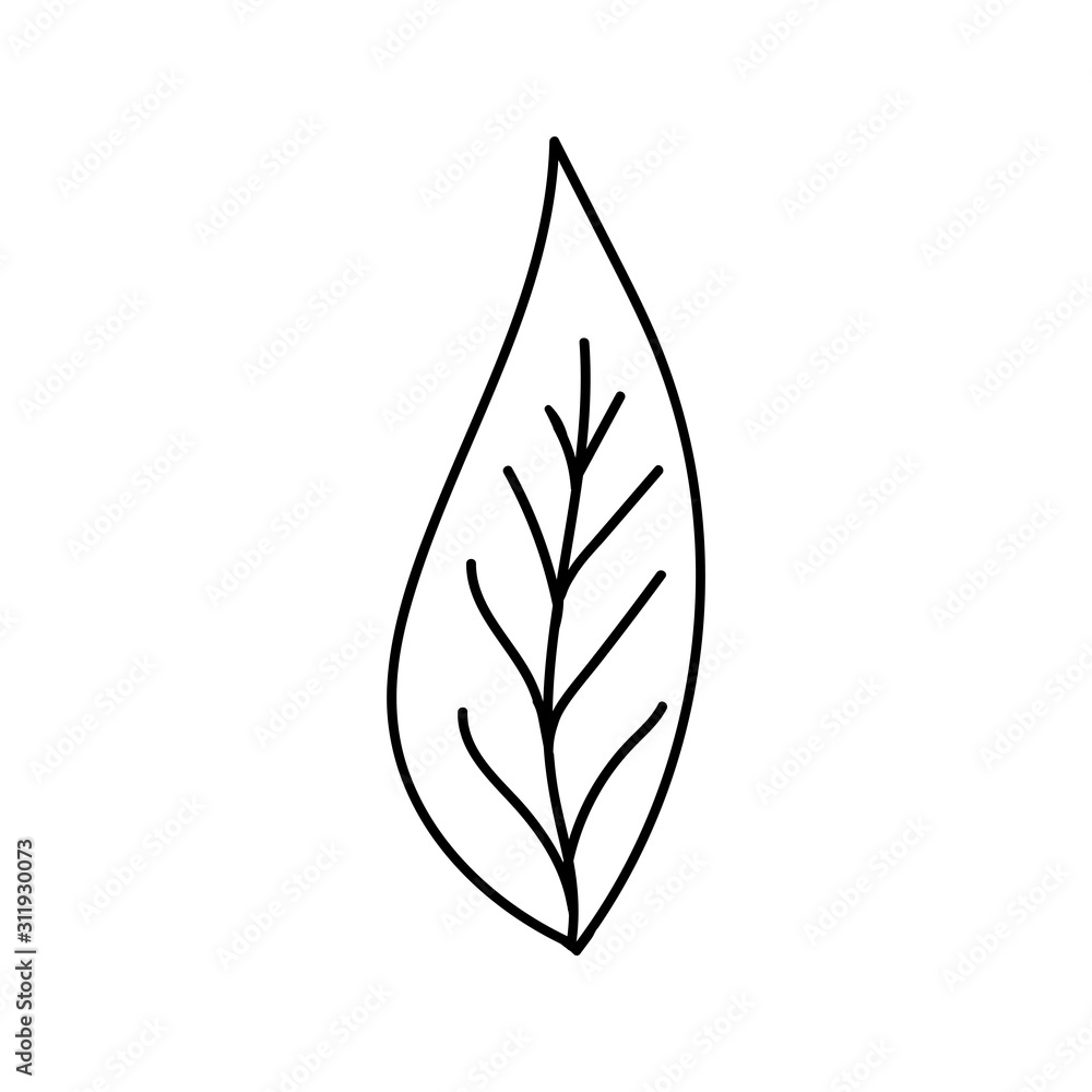 Single hand drawn leaf for winter and autumn decoration. Doodle vector illustration. Isolated on white background Single hand drawn leaf for winter and autumn decoration. Doodle vector illustration. Isolated on white background