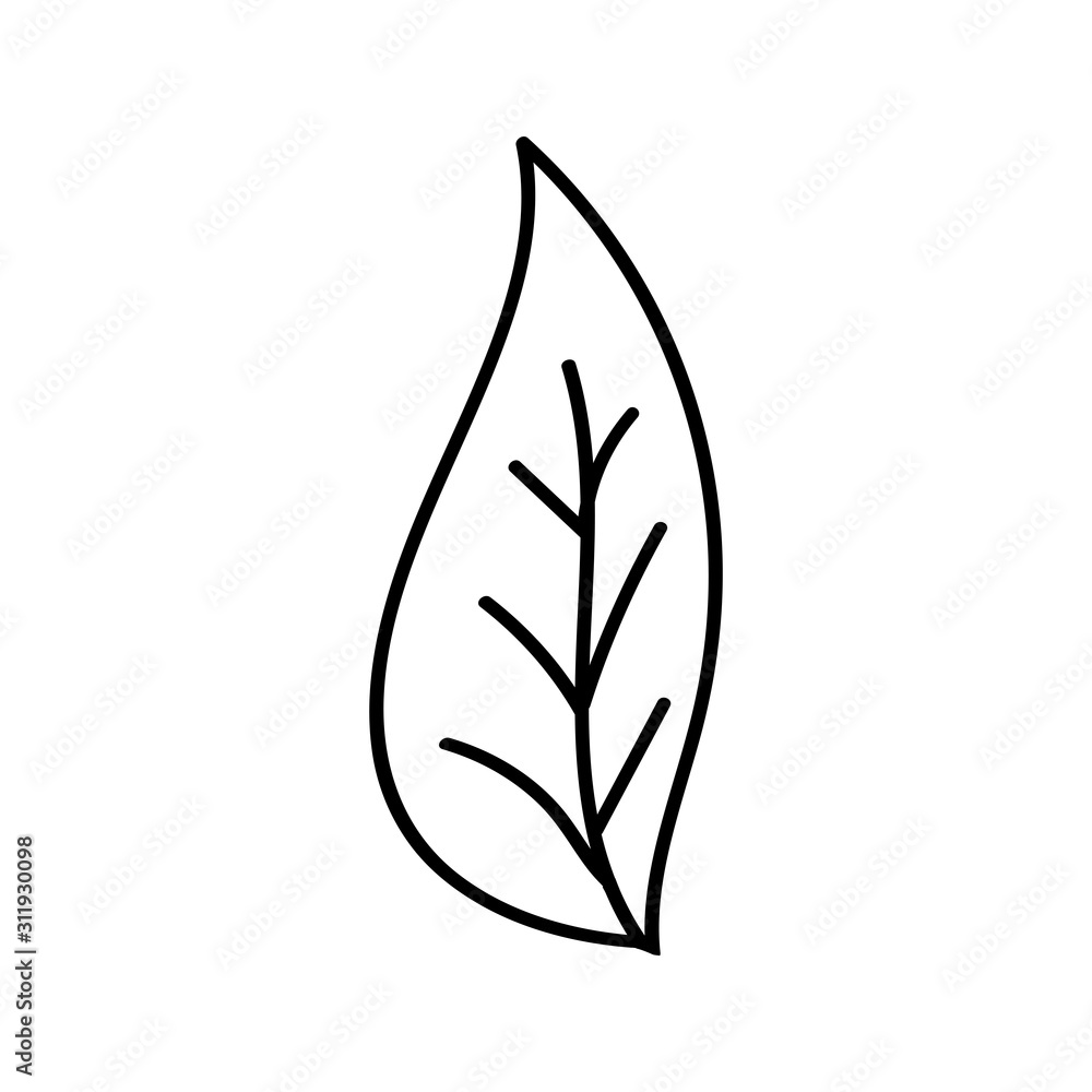 Single hand drawn leaf for winter and autumn decoration. Doodle vector illustration. Isolated on white background Single hand drawn leaf for winter and autumn decoration. Doodle vector illustration. Isolated on white background