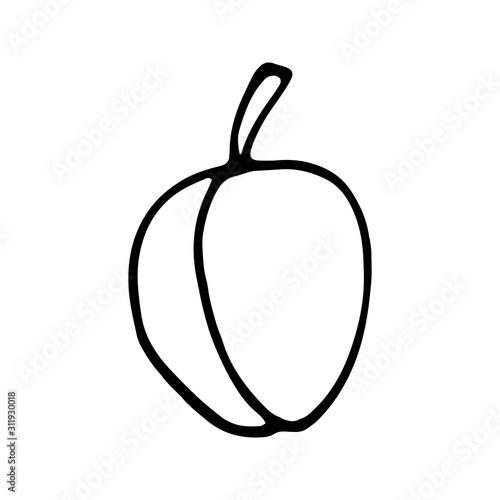 Single hand drawn peach or plum for greeting cards, posters, recipe, culinary design. Isolated on white background. Doodle vector illustration.