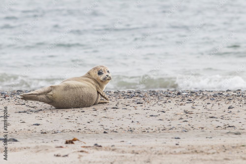 Fototapeta premium Phoca vitulina - Harbor Seal - on the beach and in the sea on the island of Dune in Germany. Wild foto.