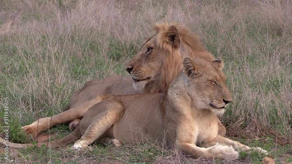 Male and female lion lie down on tall grass and look around them Male and female lion lie down on tall grass and look around them