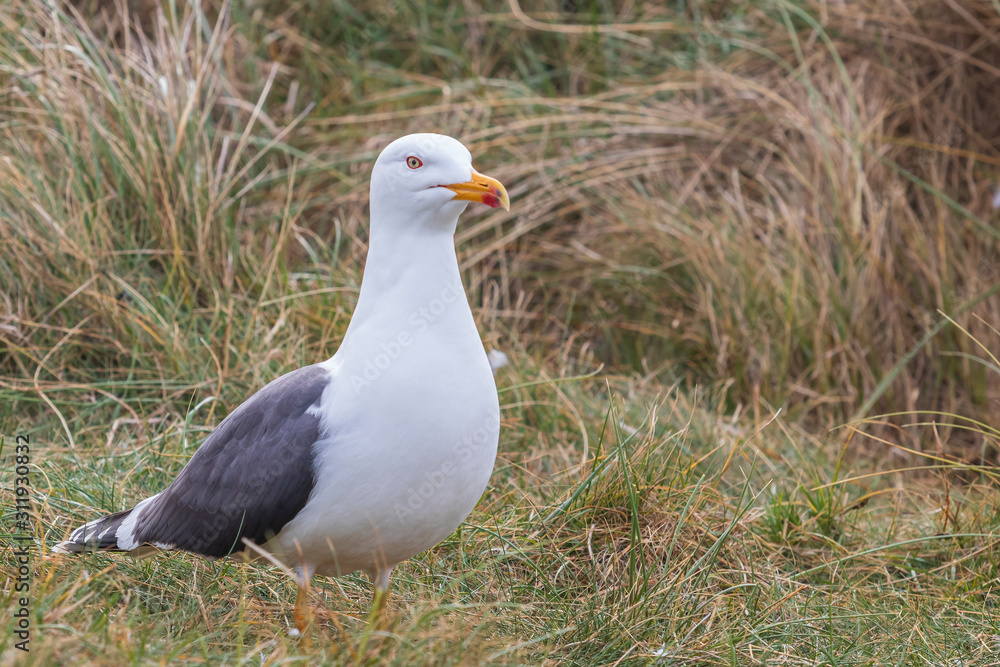 Larus marinus - Large nests of white seagulls on the North Sea coast. Wild photo on the island of Dune in Germany. Photo has nice background and bokeh. Larus marinus - Large nests of white seagulls on the North Sea coast. Wild photo on the island of Dune in Germany. Photo has nice background and bokeh.