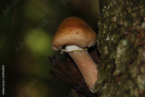 A mushroom on a tree trunk