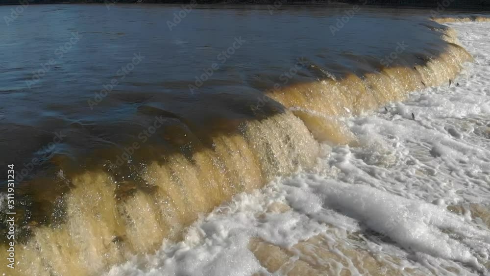 flying fishes at Venta rapid in the Kuldiga, Latvia flying fishes at Venta rapid in the Kuldiga, Latvia