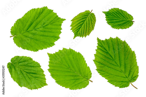 Quadro su tela The leaves of hazelnuts isolated on white, top view