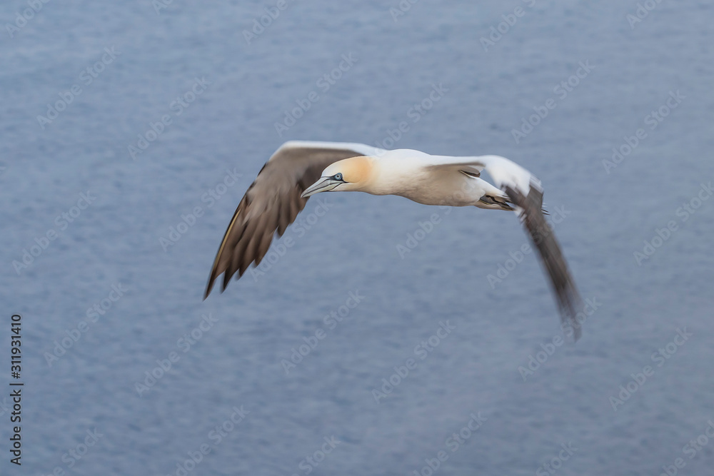 Wild bird in the wild Morus bassanus - Northern Gannet on the island of Helgoland on the North Sea in Germany. The background is a nice bokeh. Wild bird in the wild Morus bassanus - Northern Gannet on the island of Helgoland on the North Sea in Germany. The background is a nice bokeh.