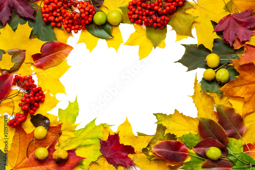 Layout design of colorful maple leaves  apples and Rowan.