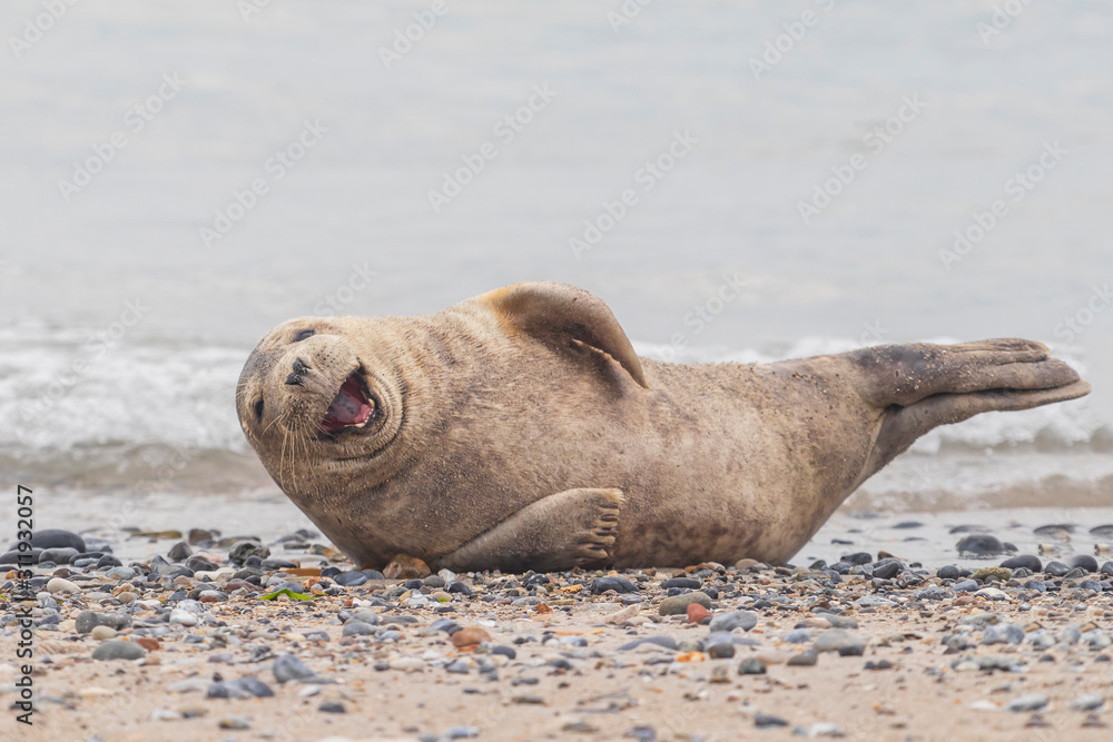 Phoca vitulina - Harbor Seal - on the beach and in the sea on the island of Dune in Germany. Wild foto. Phoca vitulina - Harbor Seal - on the beach and in the sea on the island of Dune in Germany. Wild foto.