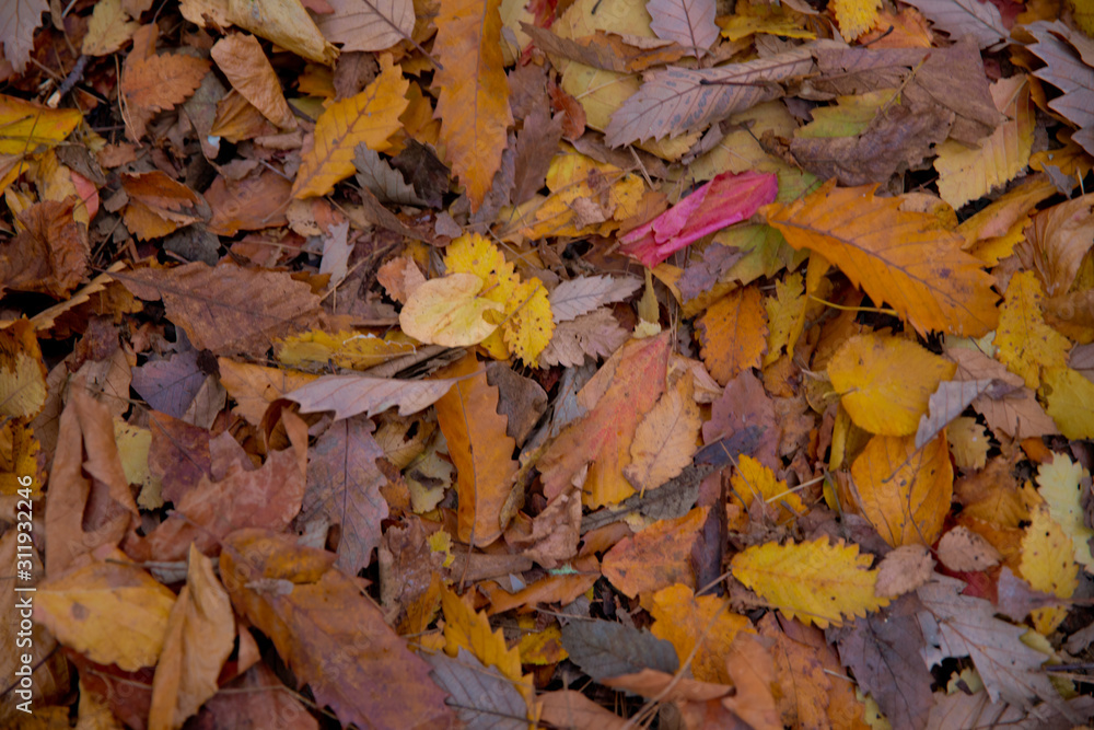 Background of colorful autumn leaves on forest floor . Abstract autumn leaves in autumn suitable as background . Autumn leaves on a meadow . Yellow leaves on the floor .