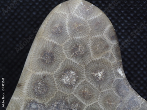 Close up picture of Petoskey Stone