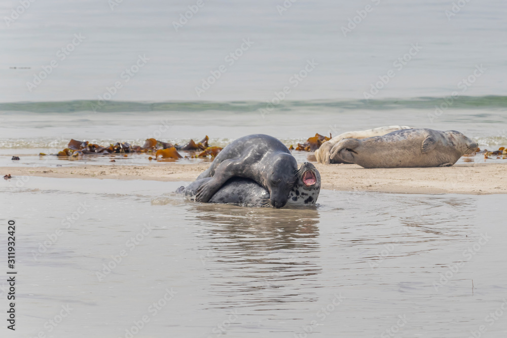 Fototapeta premium Phoca vitulina - Harbor Seal - on the beach and in the sea on the island of Dune in Germany. Wild foto.