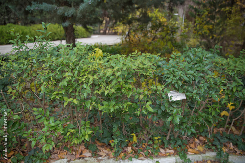 Ligustrum lucidum . Ligustrum lucidum is often used as an ornamental tree, sometimes in variegated forms. Wax leaf ligustrum green shrub .