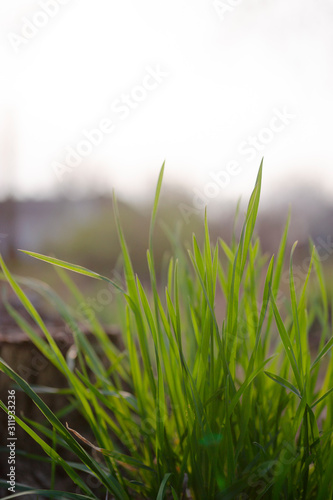 A grass opposite the sun on blurred background © Alexs