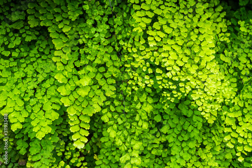 Background of a group of green and yellow small leaves