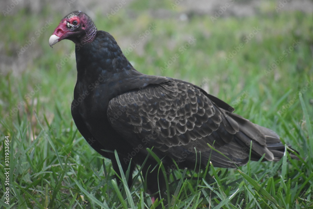 turkey vulture