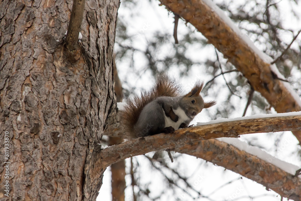 Small brown squirrel is on tree branch at winter day. Wild animal concept. Small brown squirrel is on tree branch at winter day. Wild animal concept.