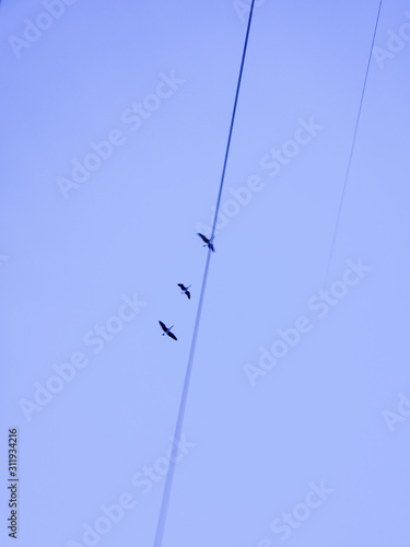 Canada geese flying over some hydro lines on a blue sky.
