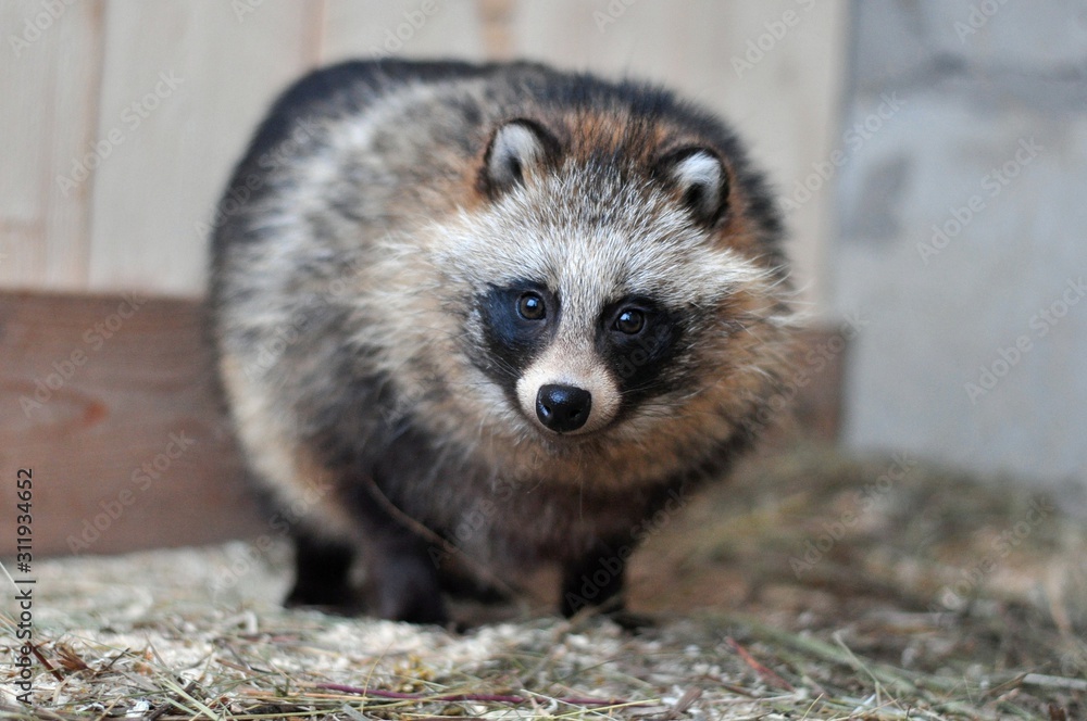Portrait of a small raccoon dog Portrait of a small raccoon dog