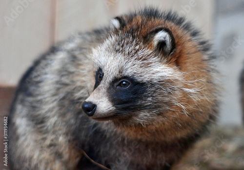 Fluffy raccoon dog close up