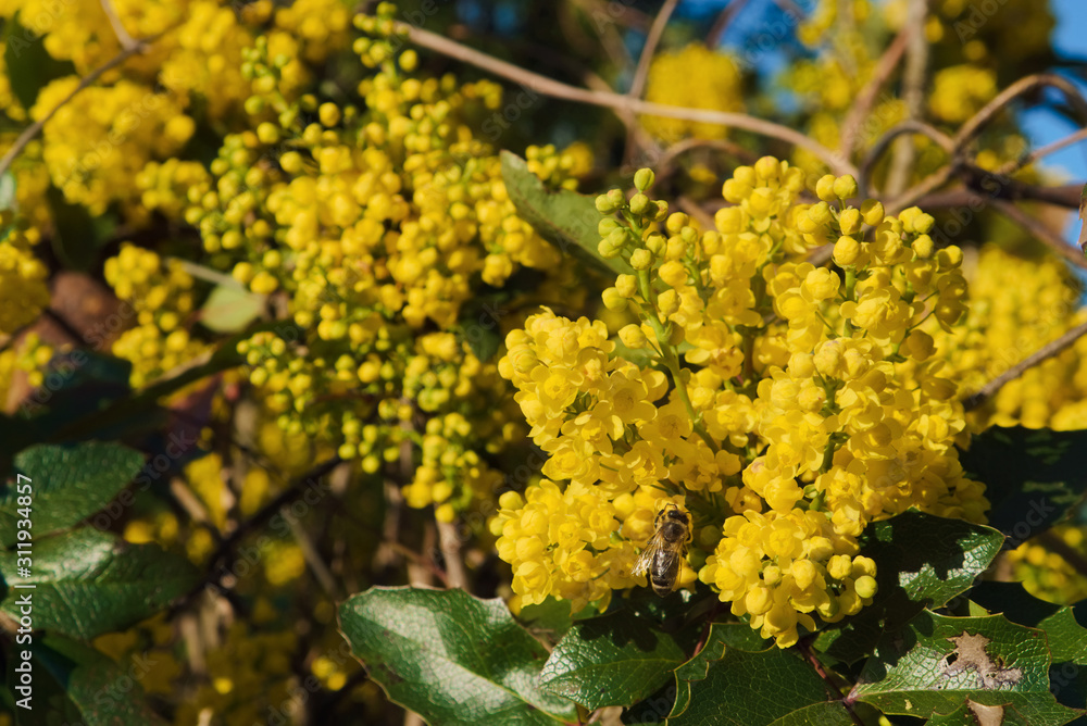 Obraz premium Yellow Mahonia aquifolium flowers and bee collecting pollen