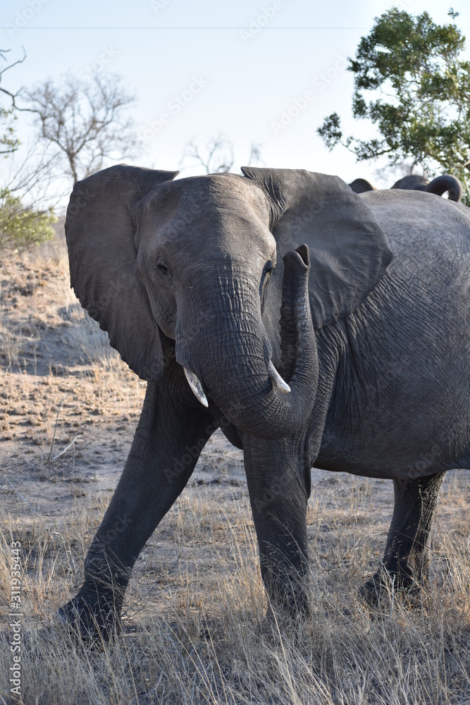 Fototapeta premium elephant in the wild