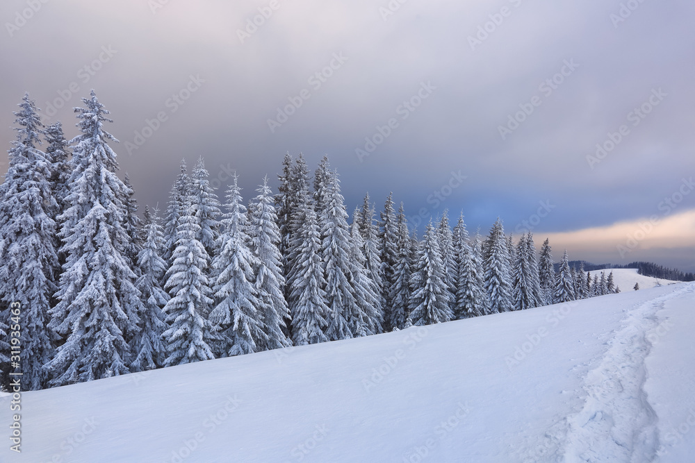 Amazing sunrise. Winter forest. Landscape of high mountains. Trail leading to the trees in the snowdrifts. Wallpaper background. Location place Carpathian, Ukraine, Europe.