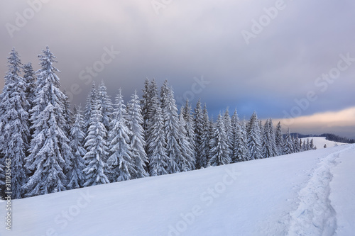Amazing sunrise. Winter forest. Landscape of high mountains. Trail leading to the trees in the snowdrifts. Wallpaper background. Location place Carpathian, Ukraine, Europe. © Vitalii_Mamchuk