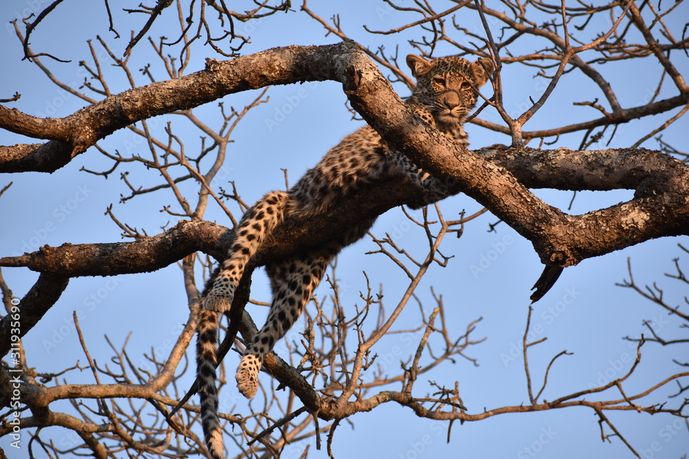 Obraz premium Waiting until the lions leave the tree