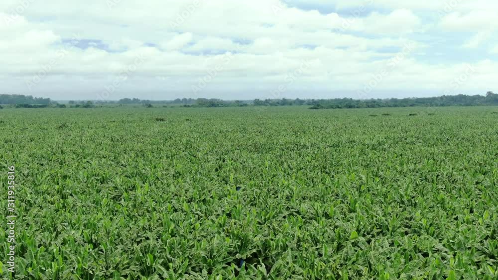 Beautiful cinematic aerial view of the banana plantation in Costa Rica Beautiful cinematic aerial view of the banana plantation in Costa Rica