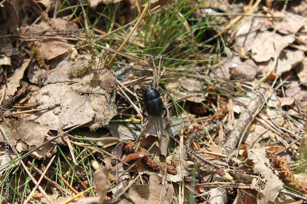 Beetle (forest dwarf) sitting on the ground in the forest close-up. Beetle (forest dwarf) sitting on the ground in the forest close-up.